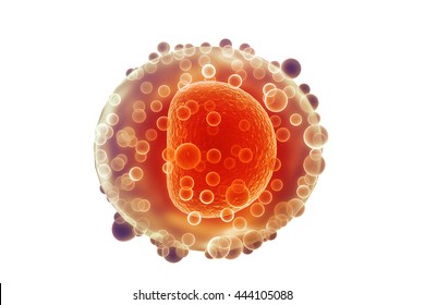 Human Egg Cell.3d Render