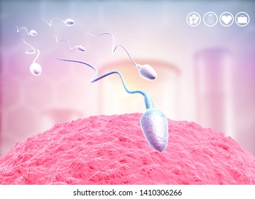 human sperm and egg