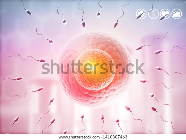 Human Eggs Sperm Sperm Swimming Egg Stock Illustration 1410307463