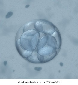 Human Embryo