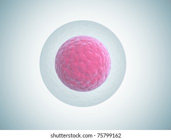 human embryo cell illustration