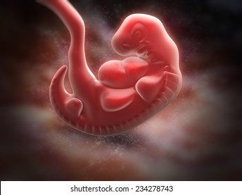 Human Embryo At The End Of 5 Weeks