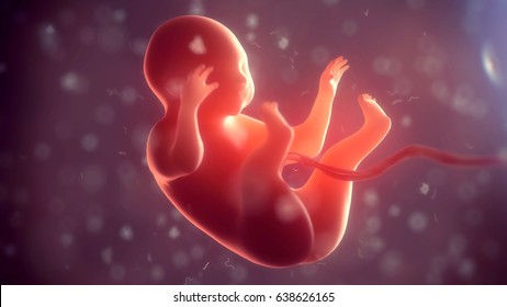 Human Embryo Inside Body. 3d Illustration