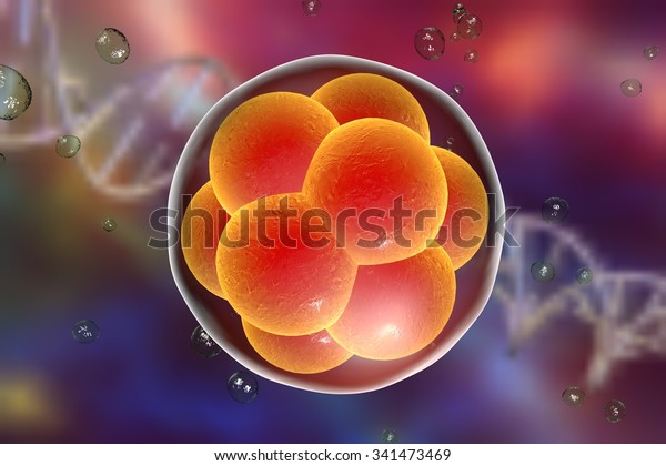 Human embryo on the stage of 16 cells on background\
with DNA