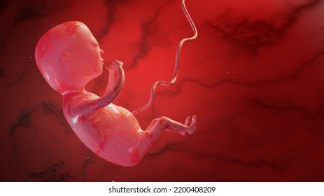 Human Embryo Womb Human Fetus 3d Stock Illustration 2200408209 ...