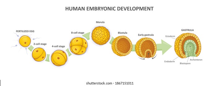 blastula humana