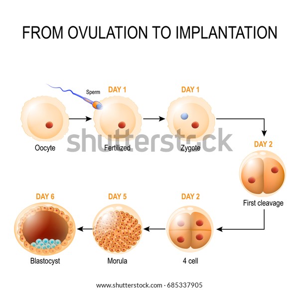 Human embryonic development. from ovulation\
to implantation. fetal\
development