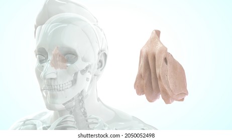 Human Ethmoid Bone Anatomy 3d Illustration