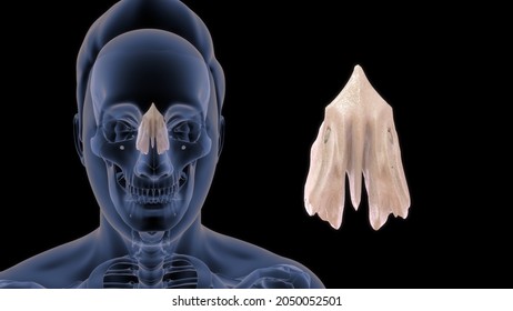 Human Ethmoid Bone Anatomy 3d Illustration