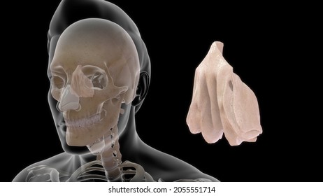 Human Ethmoid Bone Anatomy 3d Illustration