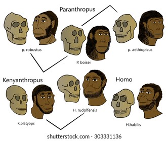 12 Homo Rudolfensis Images, Stock Photos & Vectors 