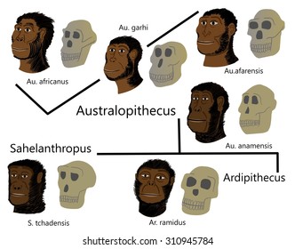 Human Evolution Australopithecus