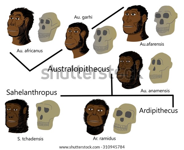 Human Evolution Australopithecus 스톡 일러스트 310945784 | Shutterstock