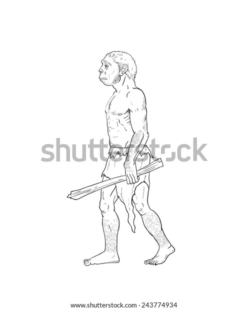 Human Evolution Digital Illustration Homo Erectus Stock Illustration ...