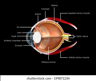 Human Eye Anatomy Labelled