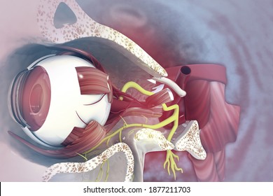 Human Eye Anatomy.inner Structure.3d Illustration