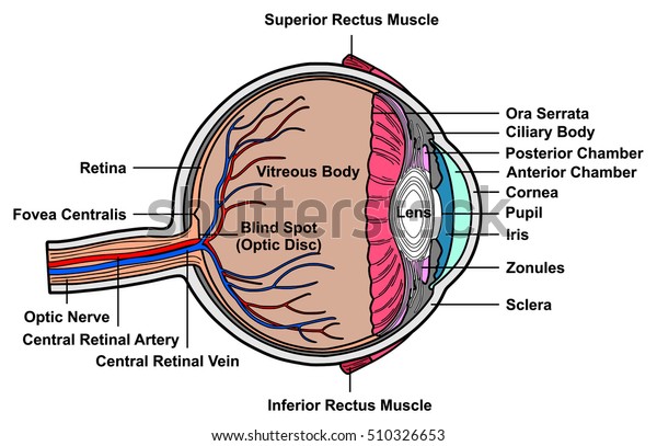 Human Eye Cross Section Anatomy with all parts
Anatomical Structure Artery, Vein, Nerve, Muscles, Pupil, Iris,
Cornea, Lens, Blind Spot, Retina, Vitreous Ciliary Body, Fovea
Centralis, Chambers
detail