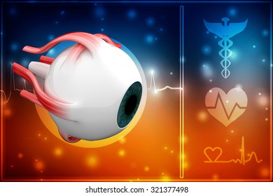 Human Eye Dissection Anatomy Stock Illustration 321377498 | Shutterstock