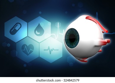 Human Eye Dissection Anatomy Stock Illustration 324842579 | Shutterstock