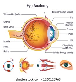 Eye Anatomy Labeled Structure Scheme Human Stock Vector (royalty Free 