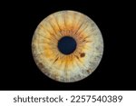 Human eye iris close up isolated on black background