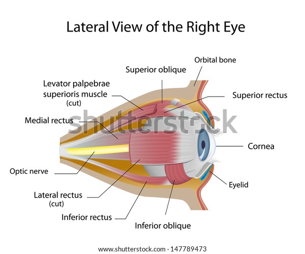 Human eye orbit\
anatomy