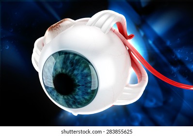 Human eye structure