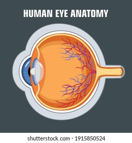 611 Eye Diagram Poster Images, Stock Photos & Vectors 