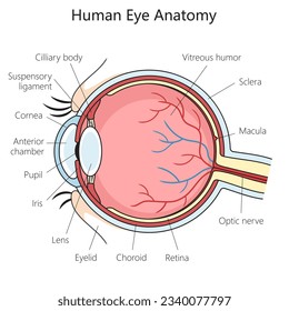 Human eye structure scheme diagram schematic raster illustration. Medical science educational illustration