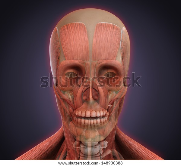 Human Face\
Anatomy