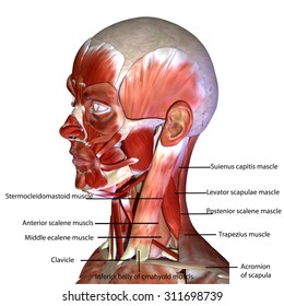 human face muscles