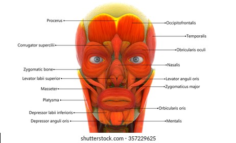 Human Face Muscles 