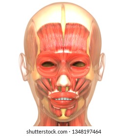 Human Muscular System Anatomy (Muscles) | Stock Photo and Image