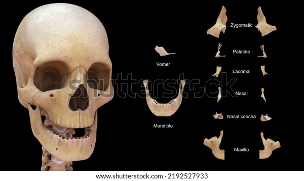 Human Facial Bones Labeled Anatomy 3d 库存插图 2192527933 Shutterstock 9269