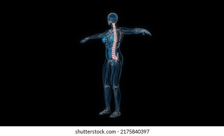 Human Female Body Spine 3d Hologram. 3D Illustration