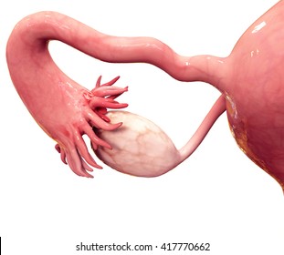 human female ovary 3D