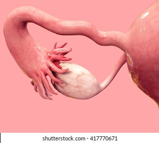 Human Female Ovary 3D