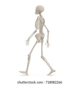 Human Female Skeleton Walking Pose On White. 3D Illustration