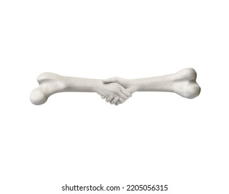 Human Femur Bone, 3d Rendering, White Background