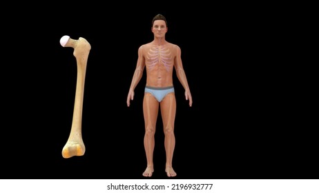 Human Femur Bones Anatomy 3d Illustration