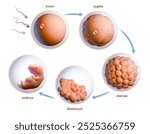 Human fertilization and embryonic development. Digital illustration, 3D render.