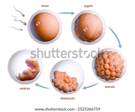 Human fertilization and embryonic development. Digital illustration, 3D render.