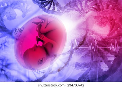 Human Fetus