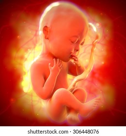 Human Fetus 