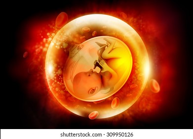 Human Fetus