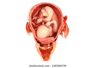 pregnant female reproductive system