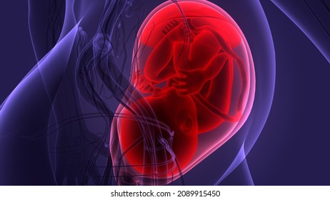 Human Fetus Baby Womb Anatomy 3d Stock Illustration 2089915450