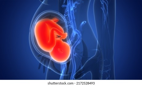 Human Fetus Baby Womb Anatomy 3d Stock Illustration 2172528493 ...