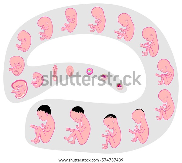 Human Fetus Development And Formation Stages Anatomy Inside The Womb ...