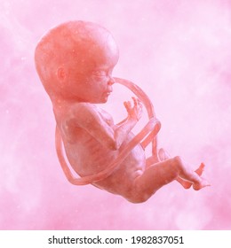 Human Fetus Embryo Formation In The Womb Isolated. Pregnancy, Fetal Medicine, Human Foetus Growth In Placenta After Fertilization, Unborn Baby Embryonic Prenatal Development 3D Medical Illustration